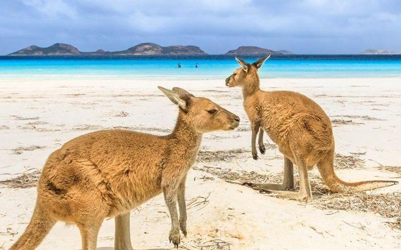 名人拿小国投资入籍的有谁？他们为何选择这一特殊身份？